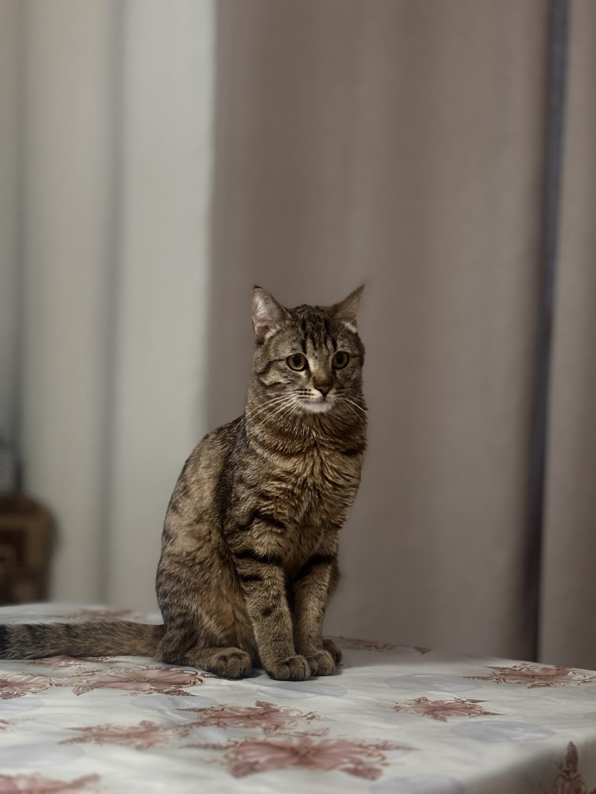 Пропавшая кошка в Набережных Челнах Пропала кошка в Набережных Челнах — фото объявления