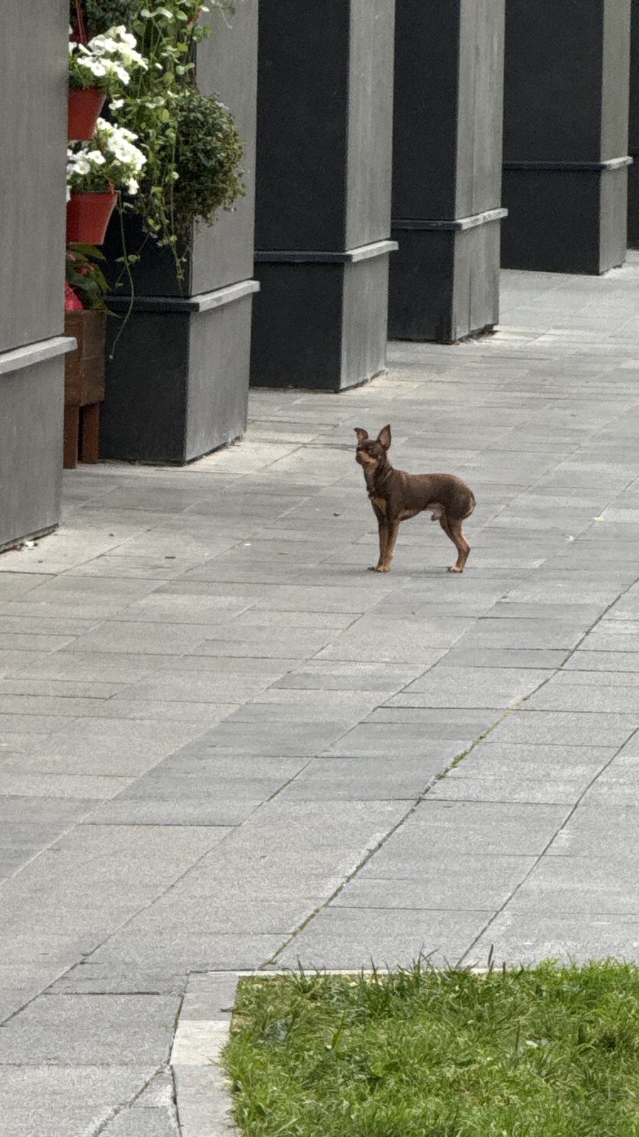 Найденная собака в Москве: Собака гуляет одна Найдена собака в Москве — Собака гуляет одна