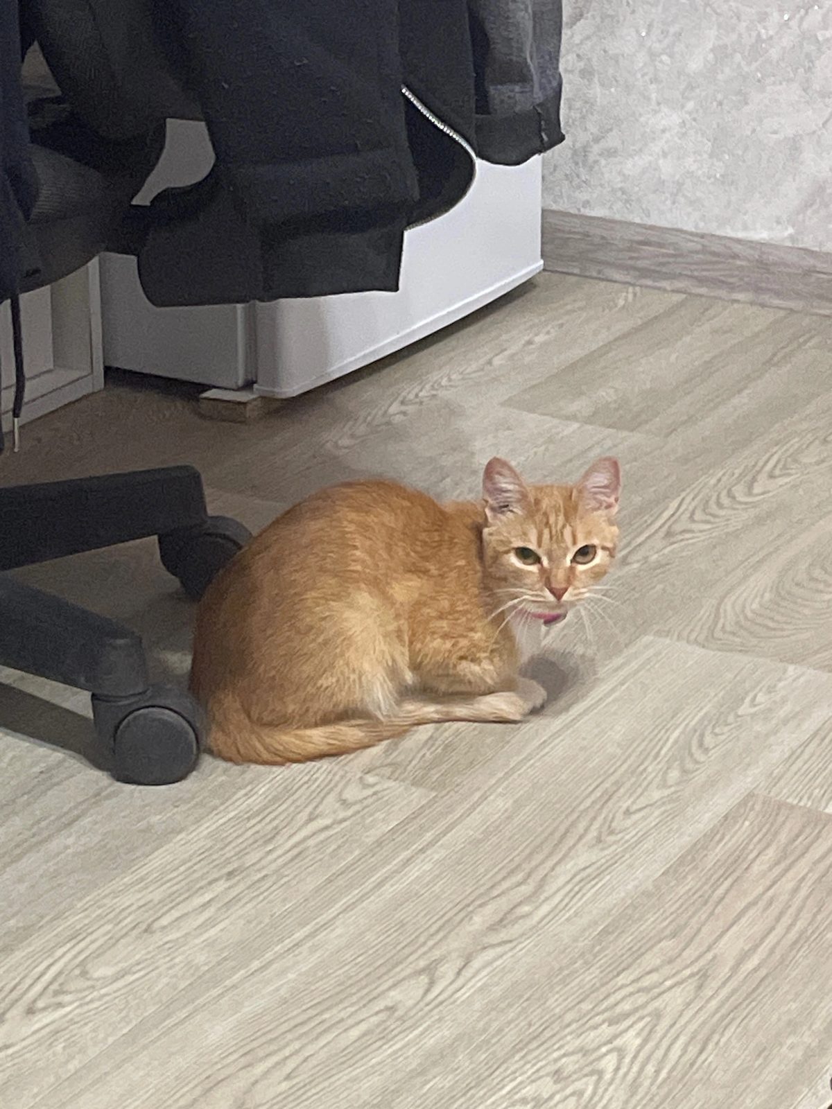 Пропавшая кошка в Ижевске Пропала кошка в Ижевске — фото объявления