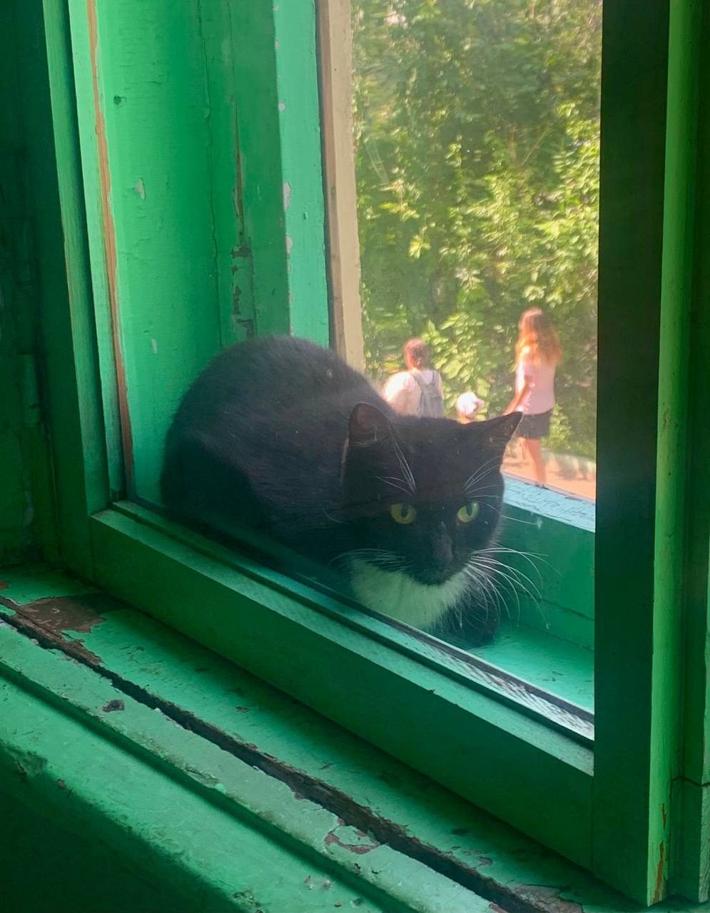 Найденная кошка в Красноярске Найдена кошка в Красноярске — фото объявления