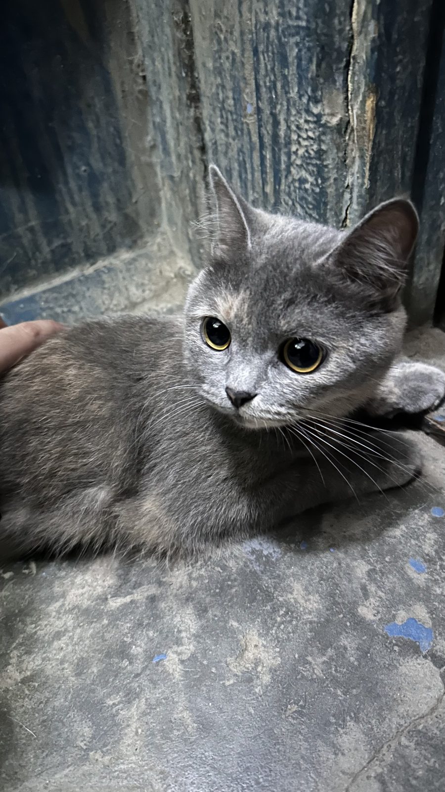 Найденная кошка в Воронеже Найдена кошка в Воронеже — фото объявления