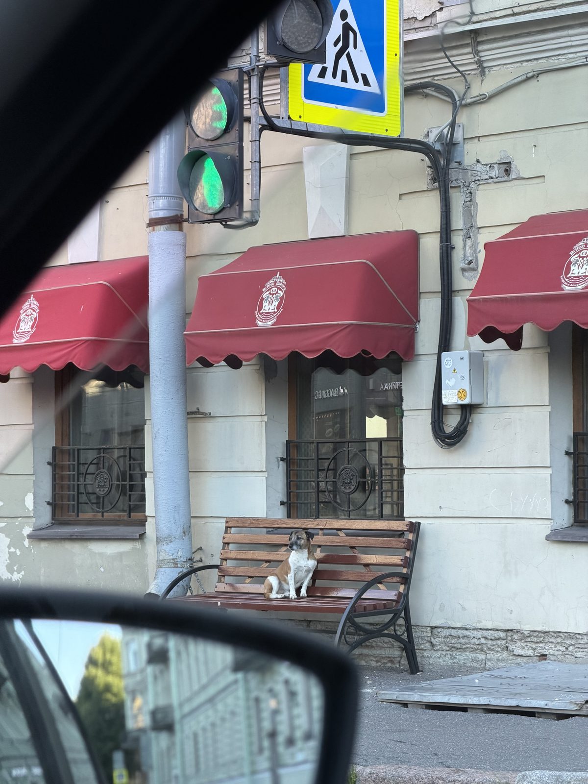 Найденная собака в Санкт-Петербурге: Обнаружила собаку Найдена собака в Санкт-Петербурге — Обнаружила собаку