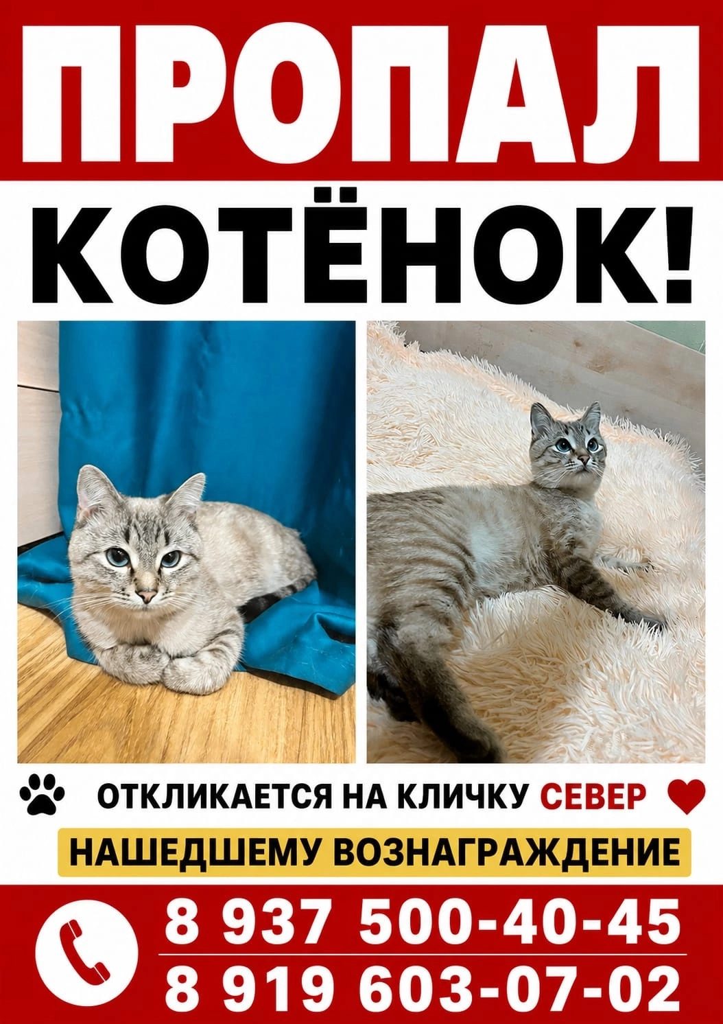 Пропавшая кошка в Уфе Пропала кошка в Уфе — фото объявления