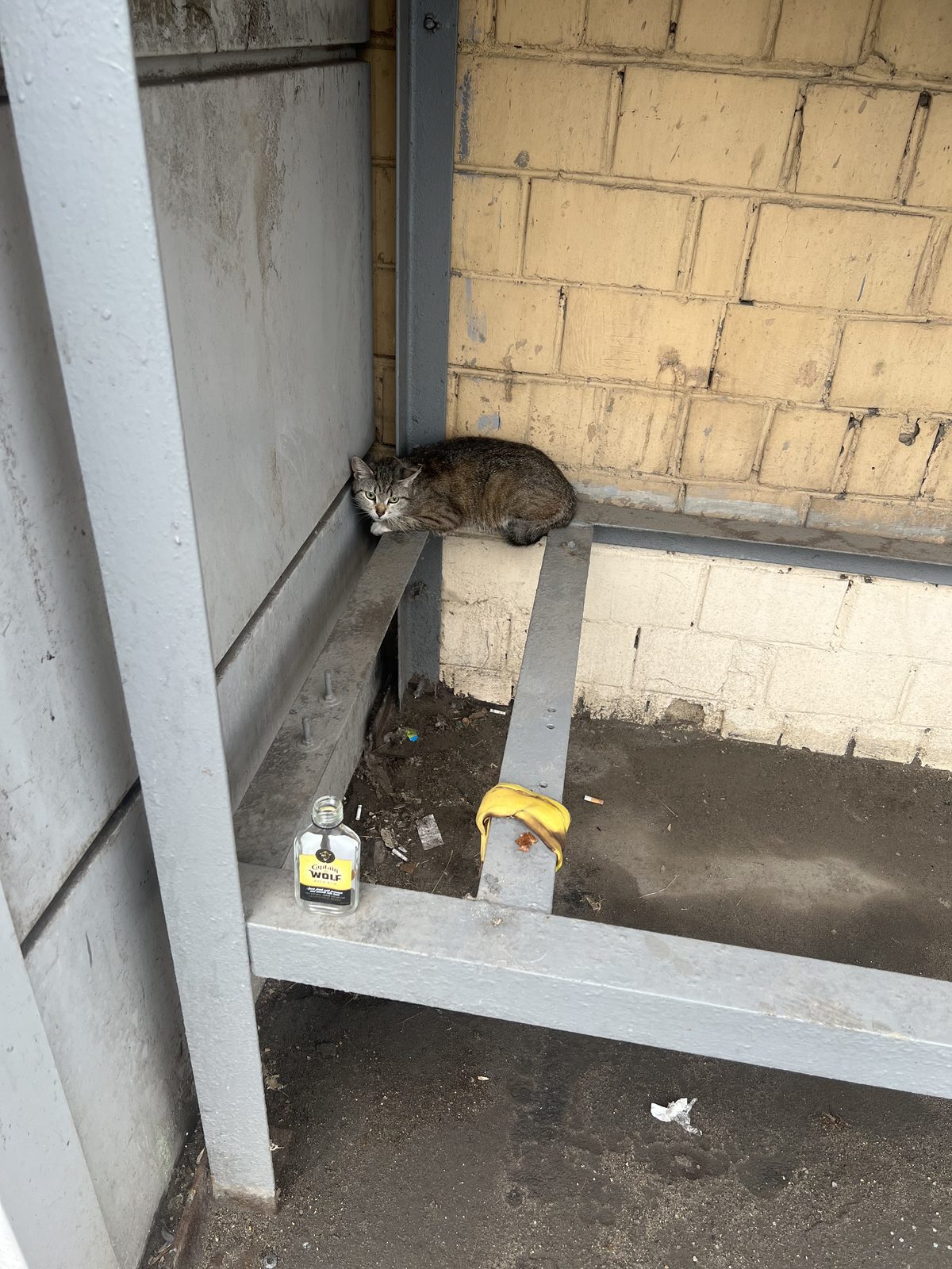 Найденная кошка в Москве Найдена кошка в Москве — фото объявления