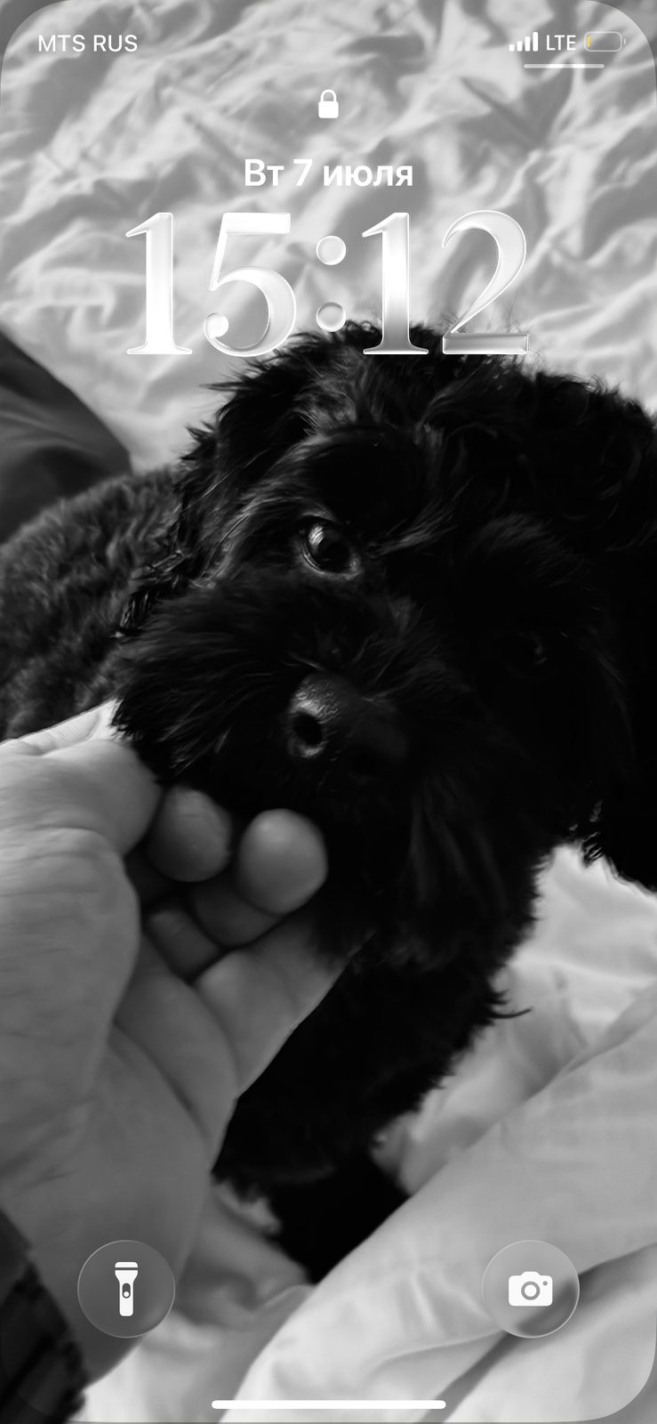Пропавшая собака в Ростове-на-Дону Пропала собака в Ростове-на-Дону — фото объявления