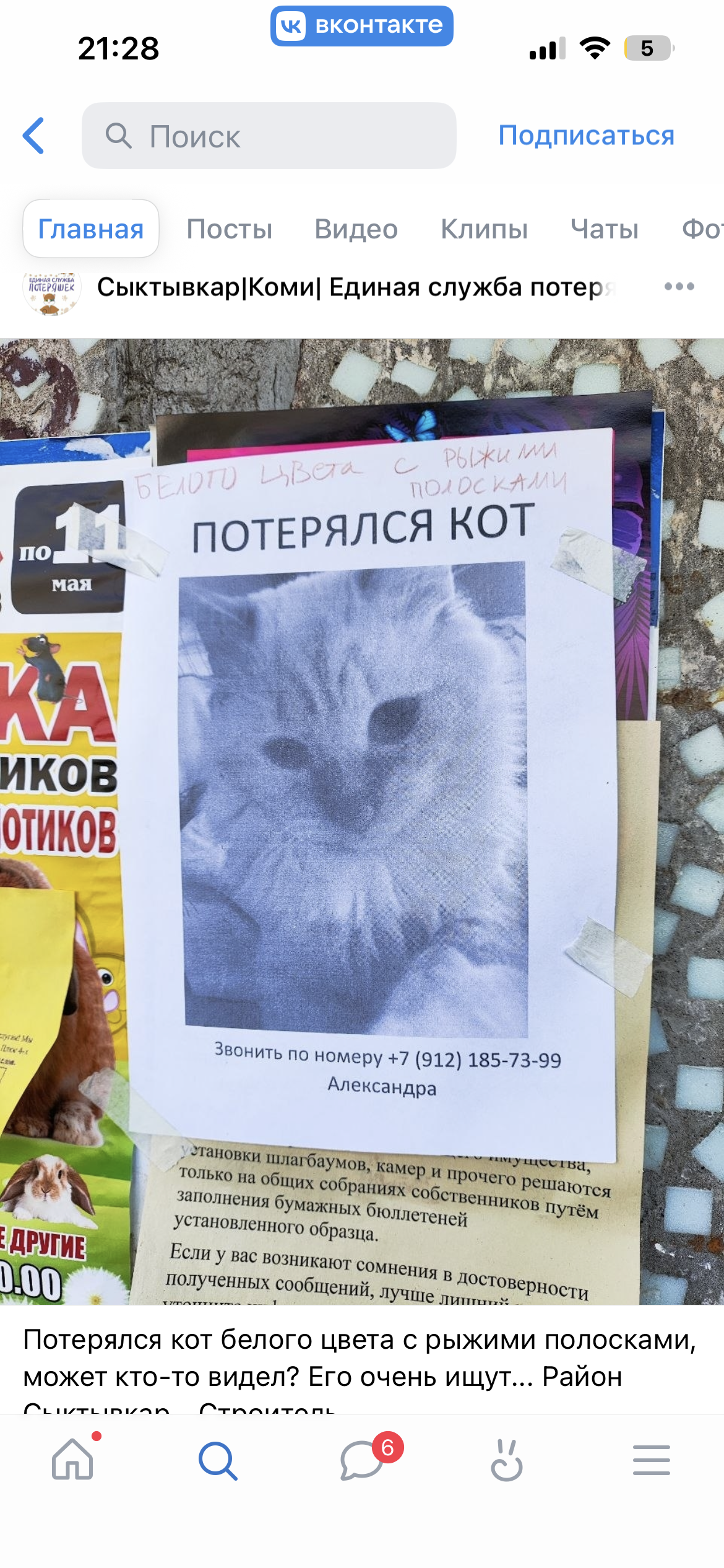 Пропавшая кошка в Сыктывкаре Пропала кошка в Сыктывкаре — фото объявления