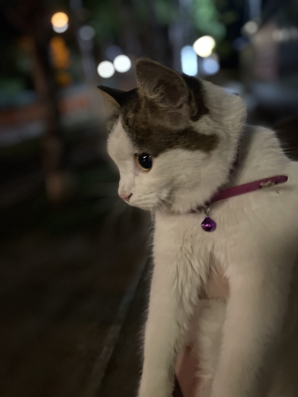 Найденная кошка в Уссурийске: Кошка! Найдена кошка в Уссурийске — Кошка!