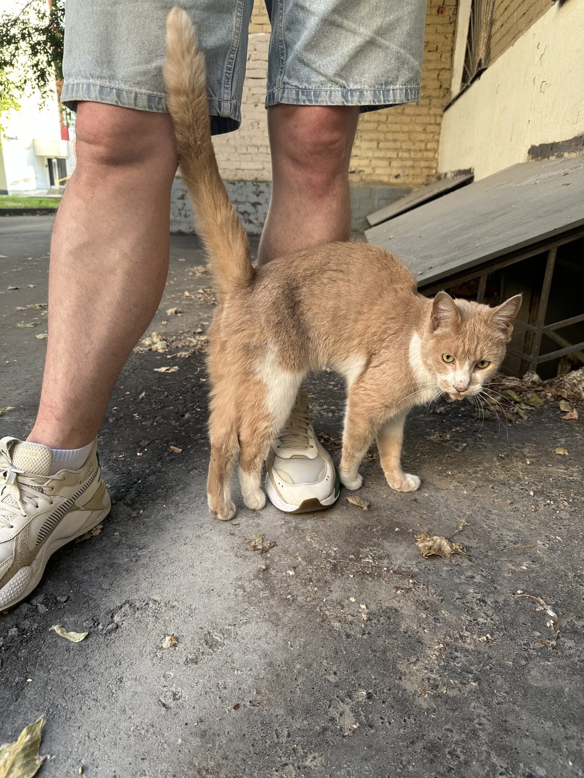 Найденная кошка в Москве Найдена кошка в Москве — фото объявления