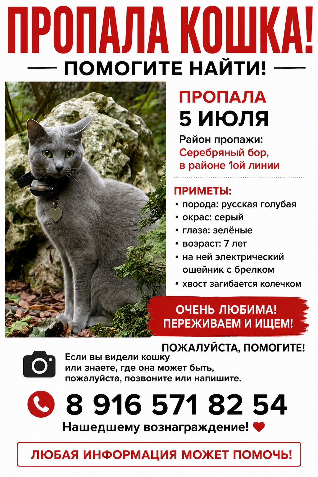 Пропавшая кошка в Москве Пропала кошка в Москве — фото объявления