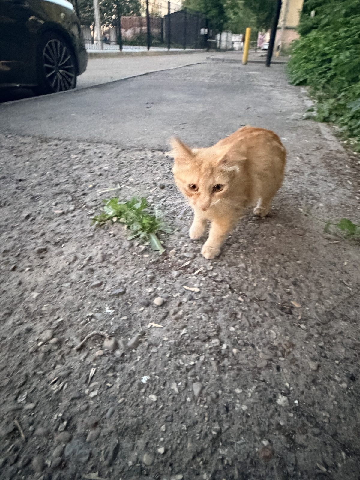 Найденная кошка в Казани Найдена кошка в Казани — фото объявления