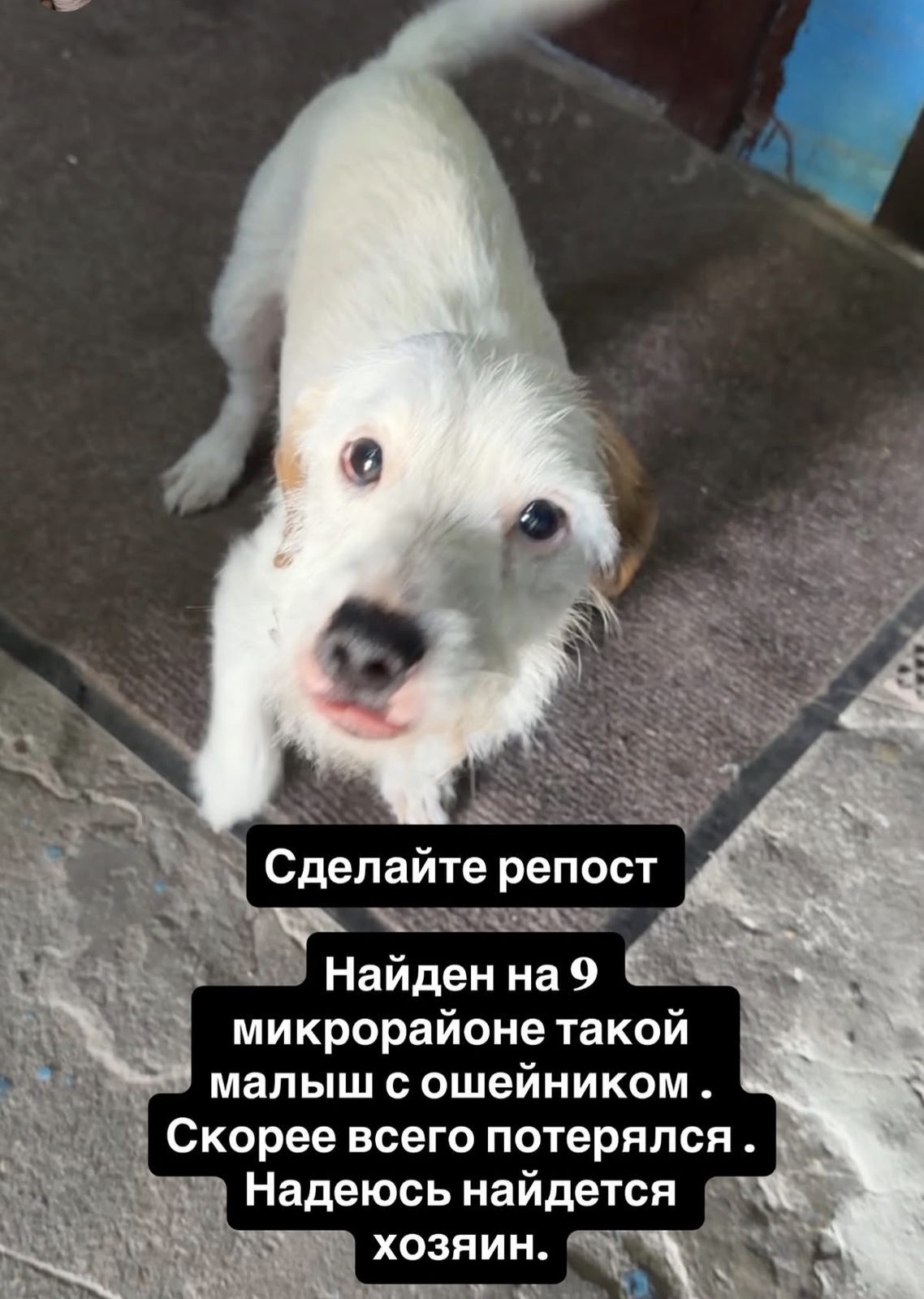 Найденная собака в Липецке Найдена собака в Липецке — фото объявления