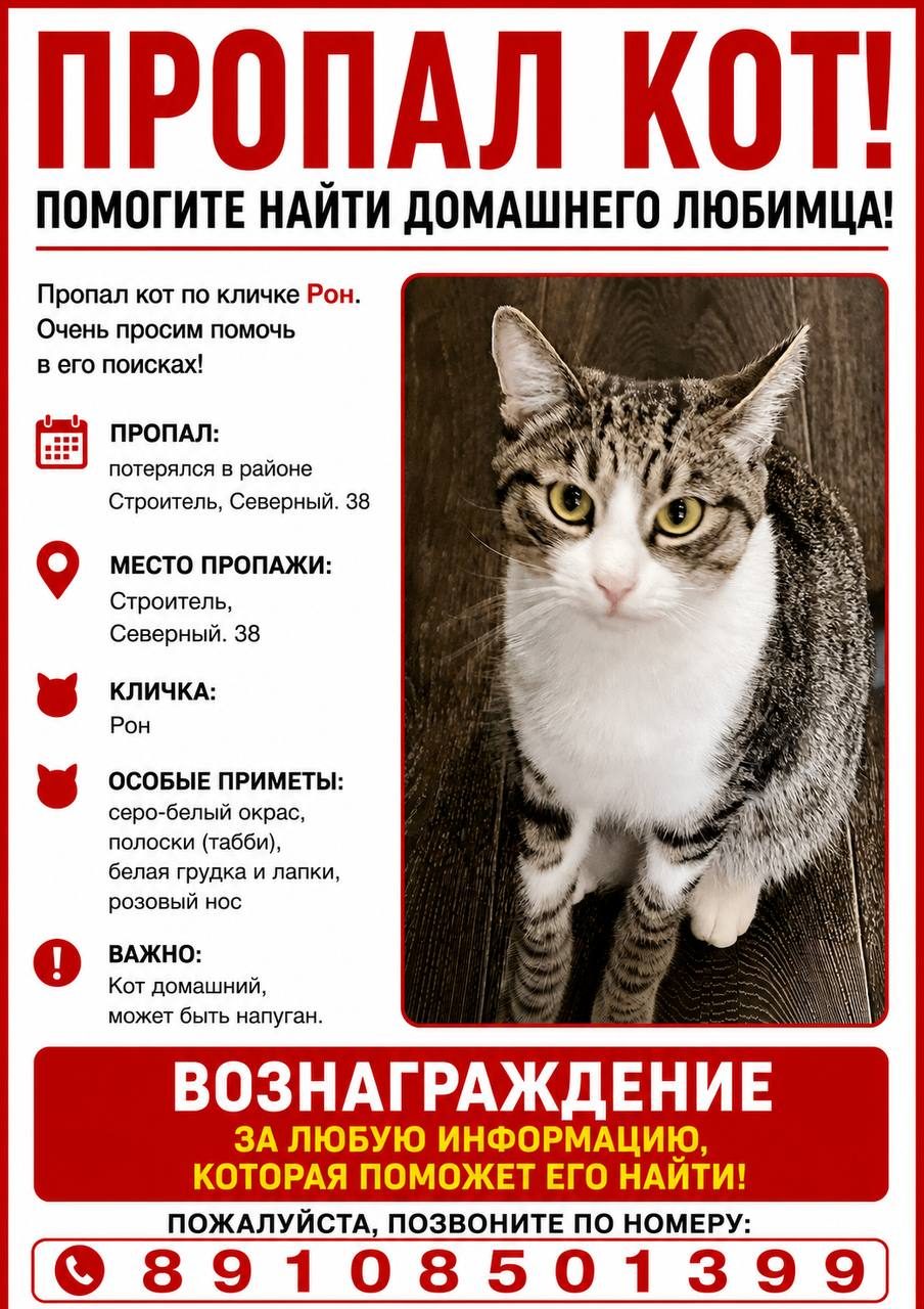 Пропавшая кошка в Тамбове Пропала кошка в Тамбове — фото объявления