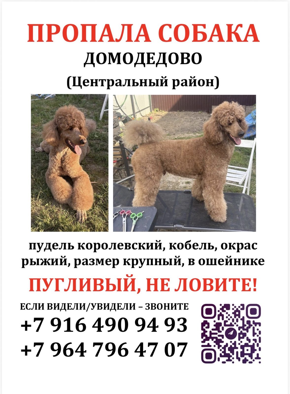 Пропавшая собака в Домодедове Пропала собака в Домодедове — фото объявления