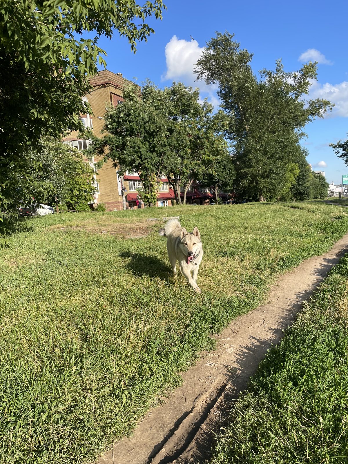 Найденная собака в Нижнем Новгороде Найдена собака в Нижнем Новгороде — фото объявления