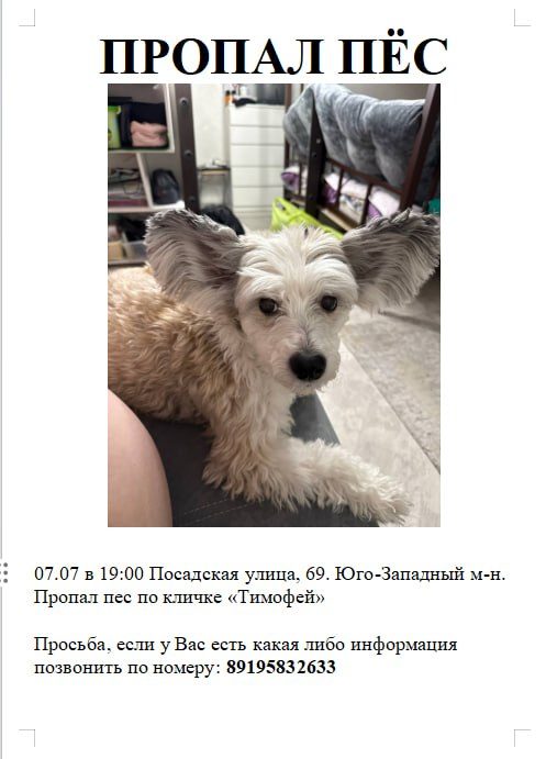 Пропавшая собака в Екатеринбурге Пропала собака в Екатеринбурге — фото объявления