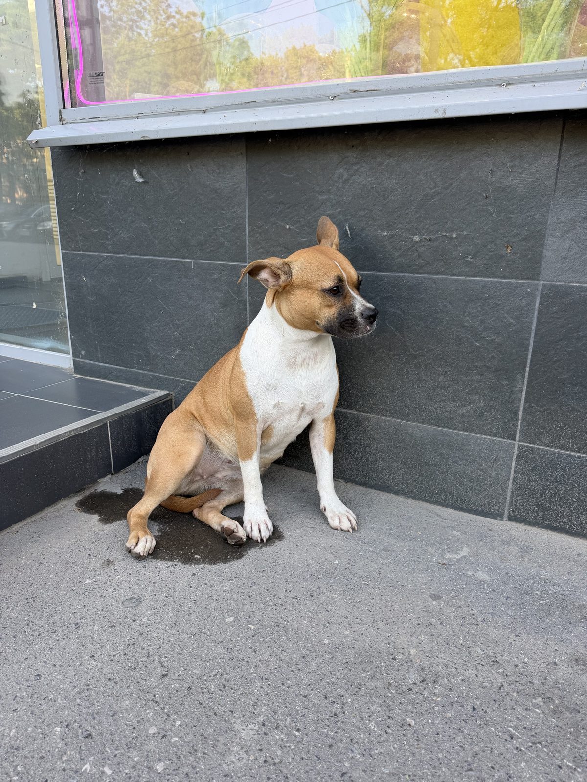 Найденная собака в Таганроге: Собачка ждет своего хозяина Найдена собака в Таганроге — Собачка ждет своего хозяина