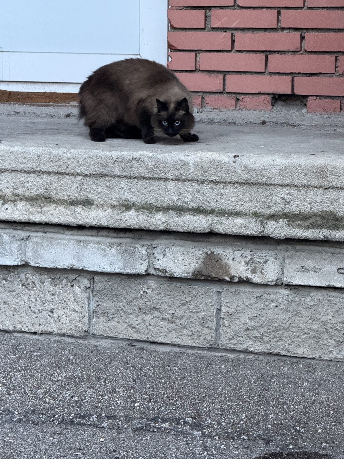 Найденная кошка в Уфе: Сиамская Найдена кошка в Уфе — Сиамская