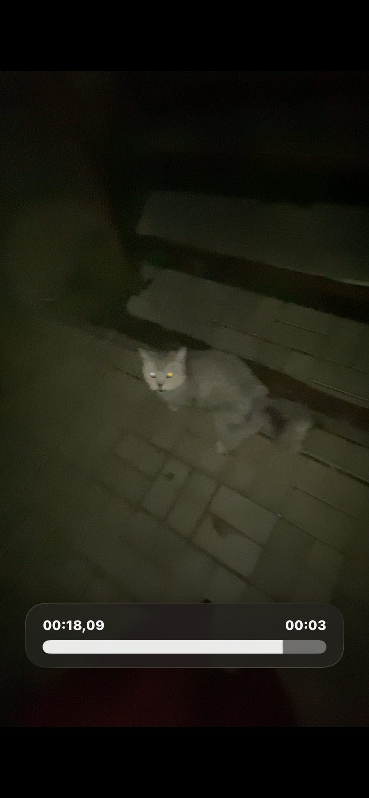 Найденная кошка в Нижнекамске Найдена кошка в Нижнекамске — фото объявления