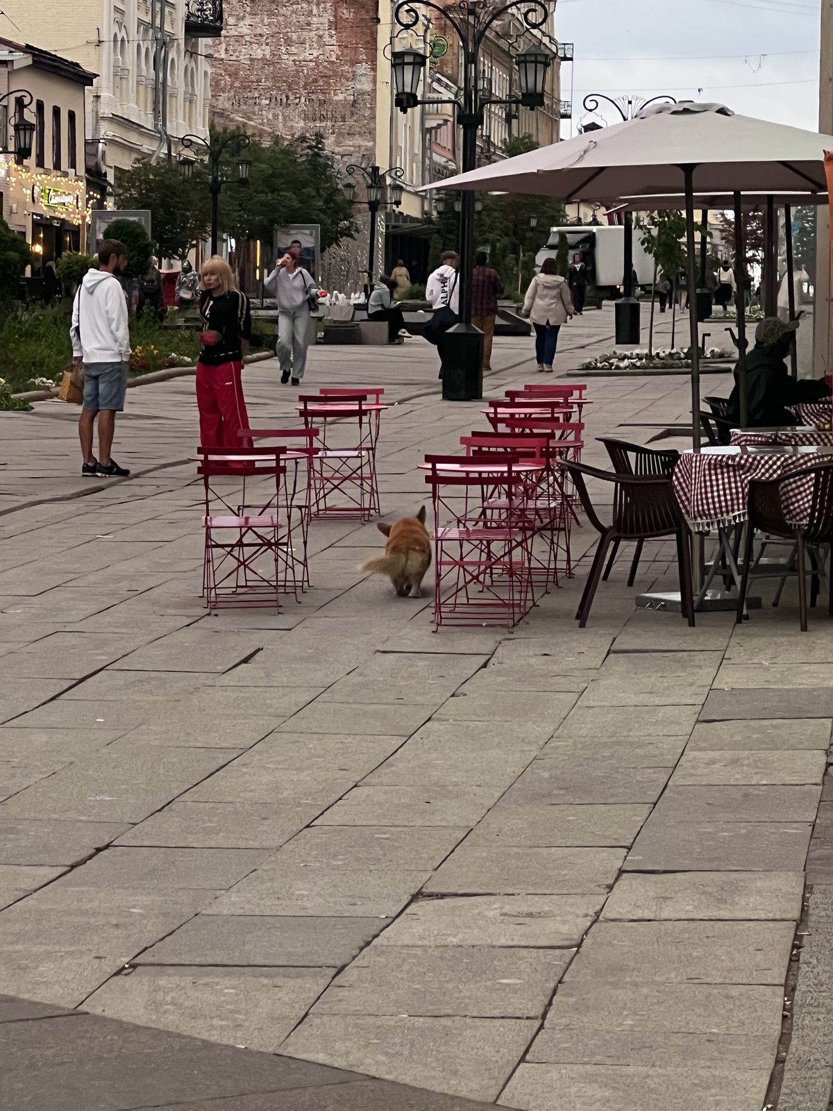 Найденная собака в Самаре Найдена собака в Самаре — фото объявления