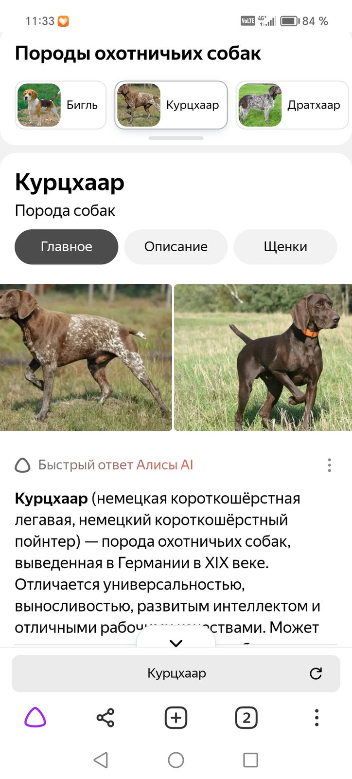 Пропавшая собака в Новосибирске Пропала собака в Новосибирске — фото объявления