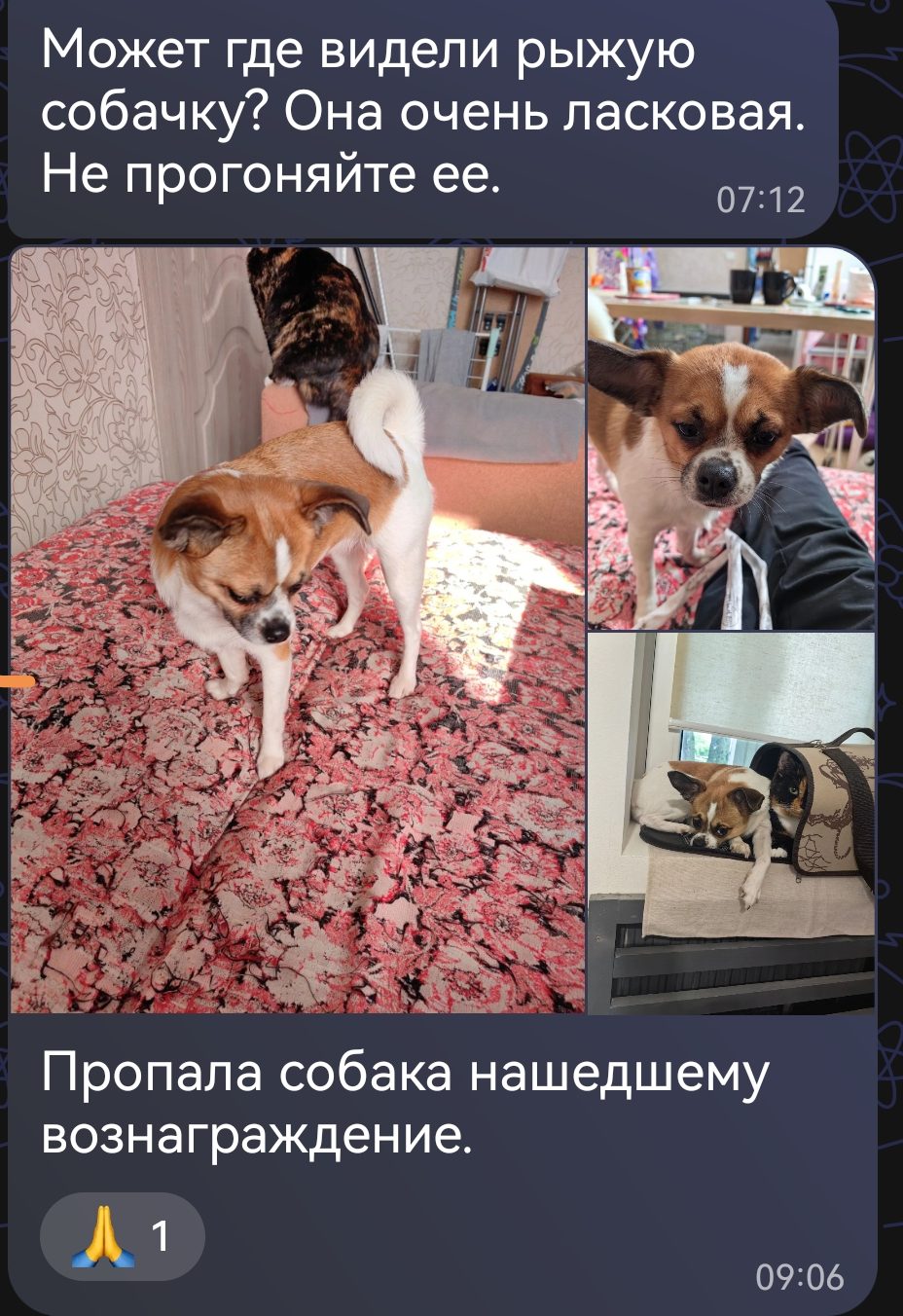 Пропавшая собака в Домодедове: Помогите найти нашу собачка наша вторая по ней очень скучает, постоянно скулит. И у нас семья стала… Пропала собака в Домодедове — Помогите найти нашу собачка наша вторая по ней очень скучает, постоянно скулит. И у нас семья…