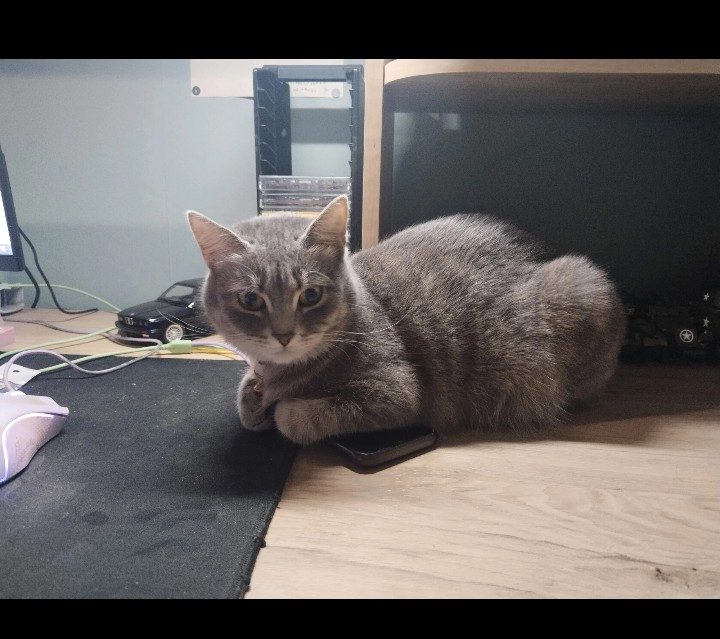 Пропавшая кошка в Воронеже Пропала кошка в Воронеже — фото объявления