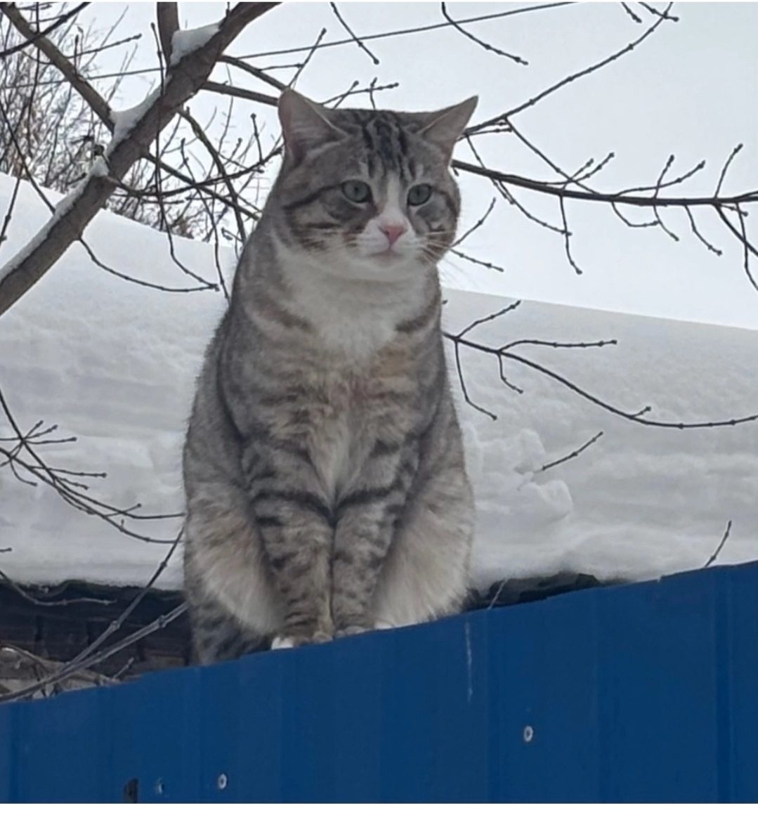 Пропавшая кошка в Иванове Пропала кошка в Иванове — фото объявления
