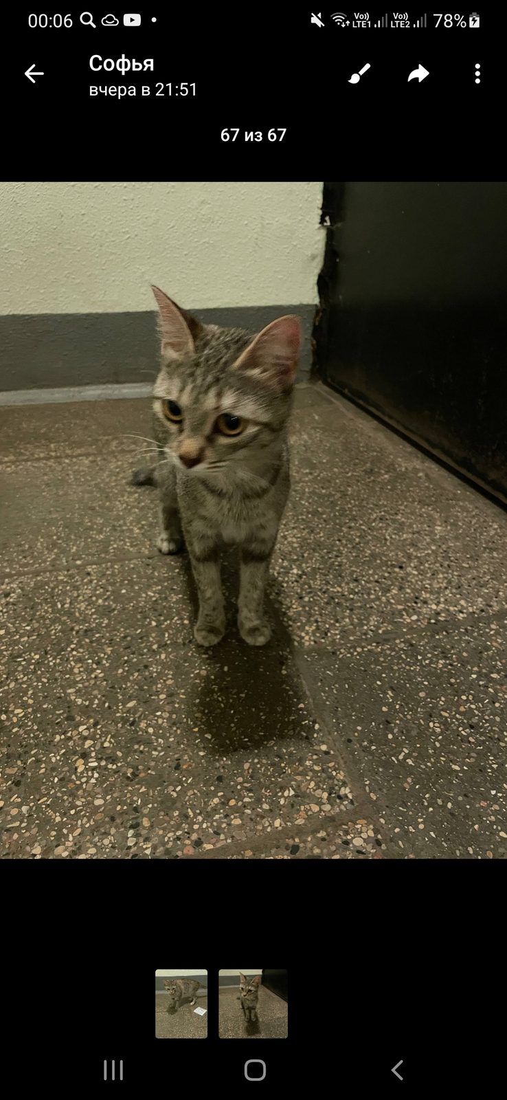 Найденная кошка в Королёве Найдена кошка в Королёве — фото объявления