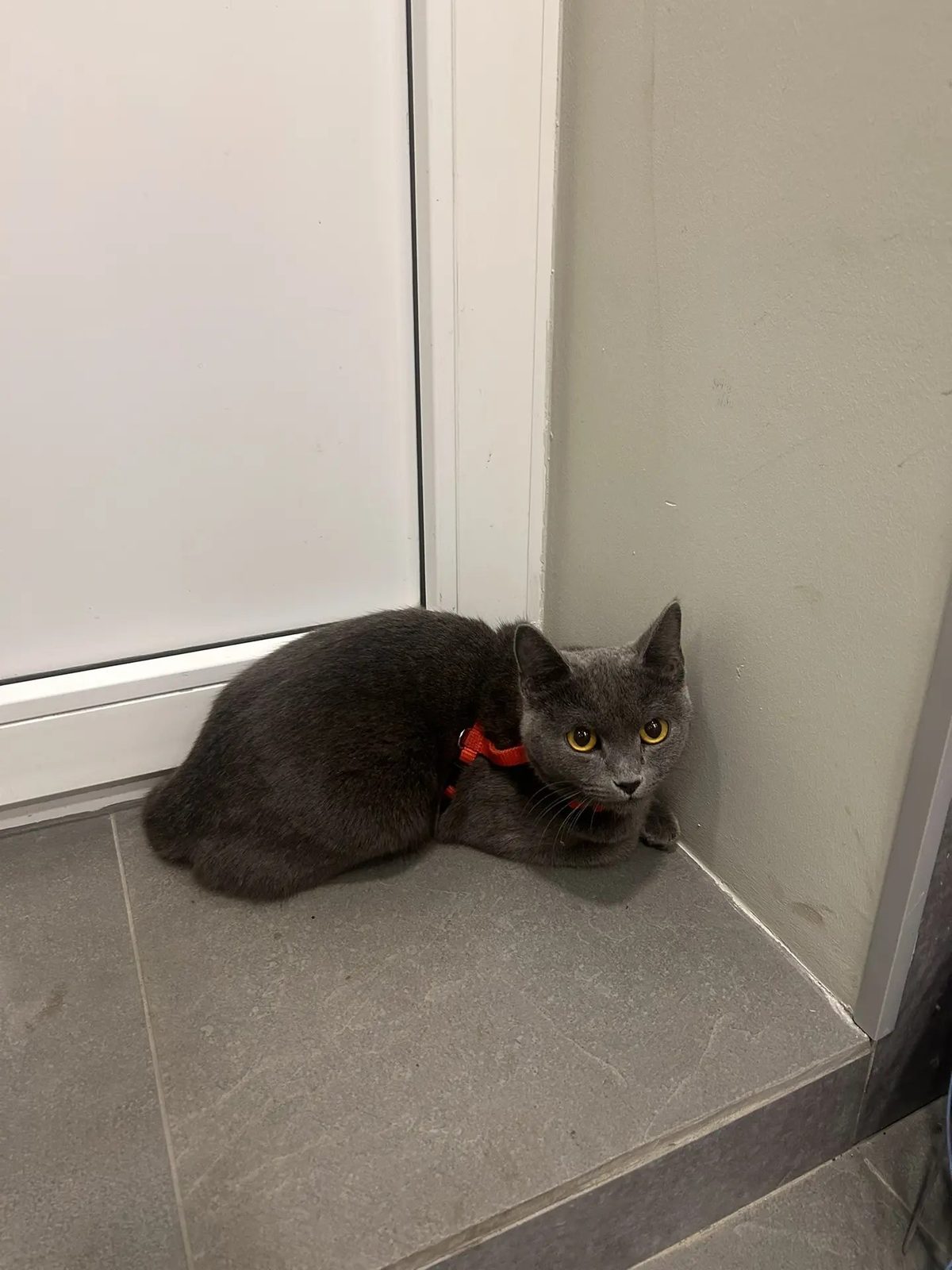 Найденная кошка в Сургуте Найдена кошка в Сургуте — фото объявления