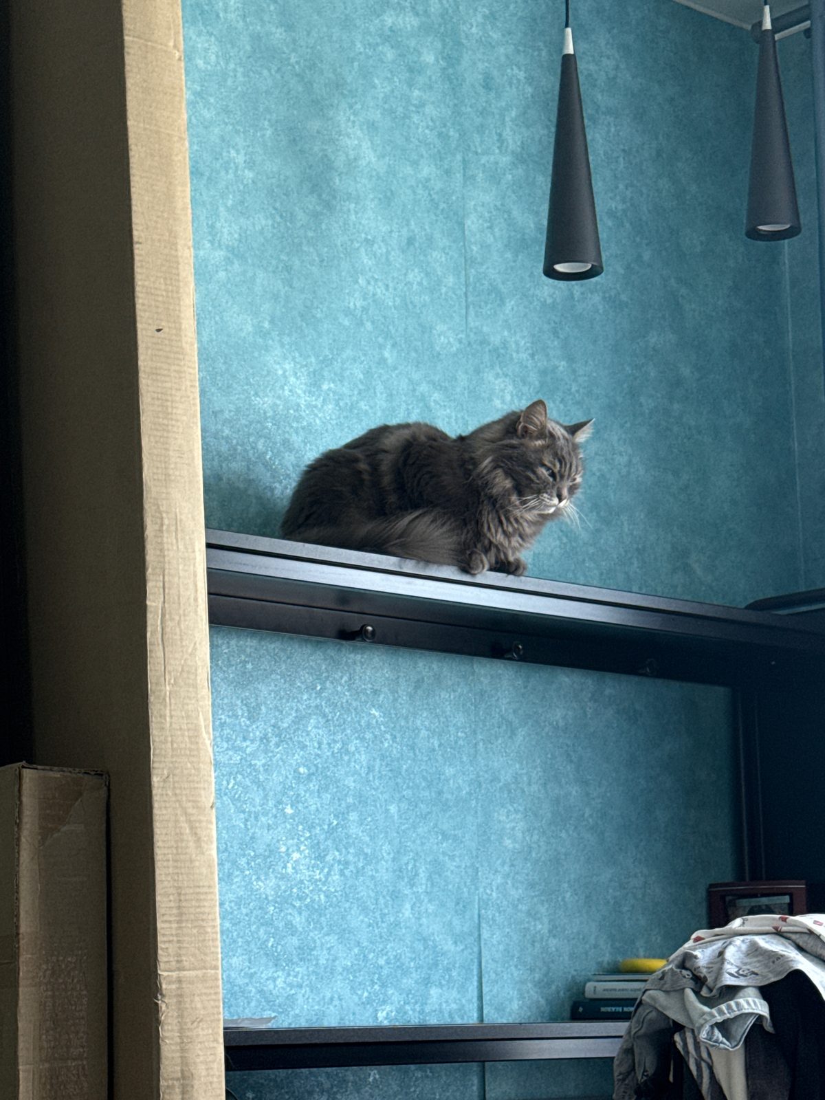 Пропавшая кошка в Чехове Пропала кошка в Чехове — фото объявления