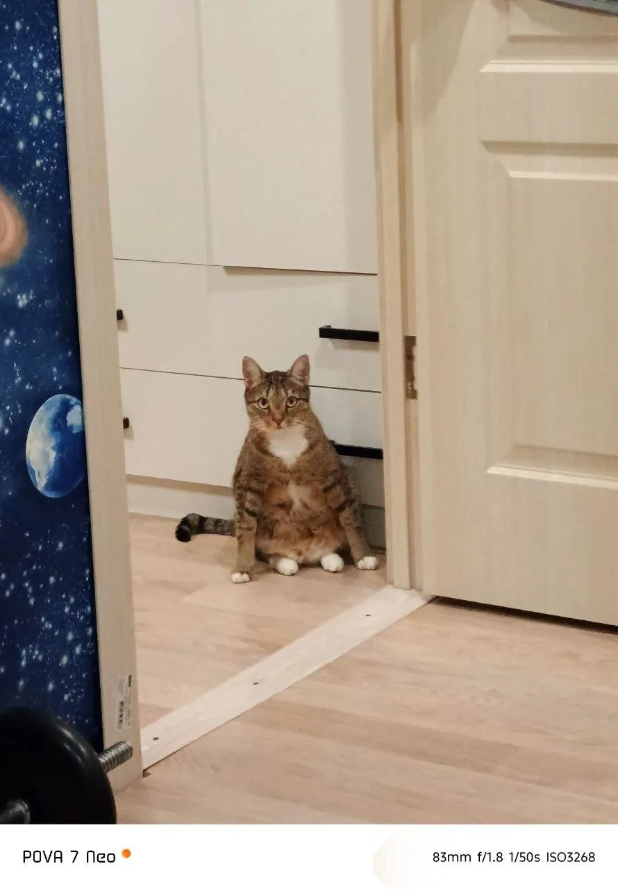 Пропавшая кошка в Королёве Пропала кошка в Королёве — фото объявления