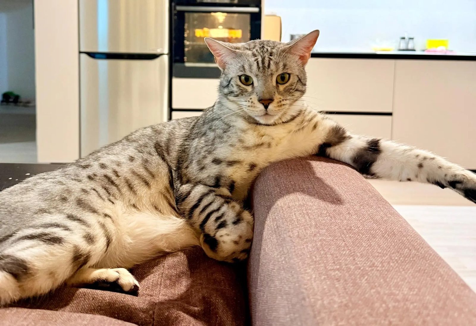 Пропавшая кошка в Набережных Челнах Пропала кошка в Набережных Челнах — фото объявления
