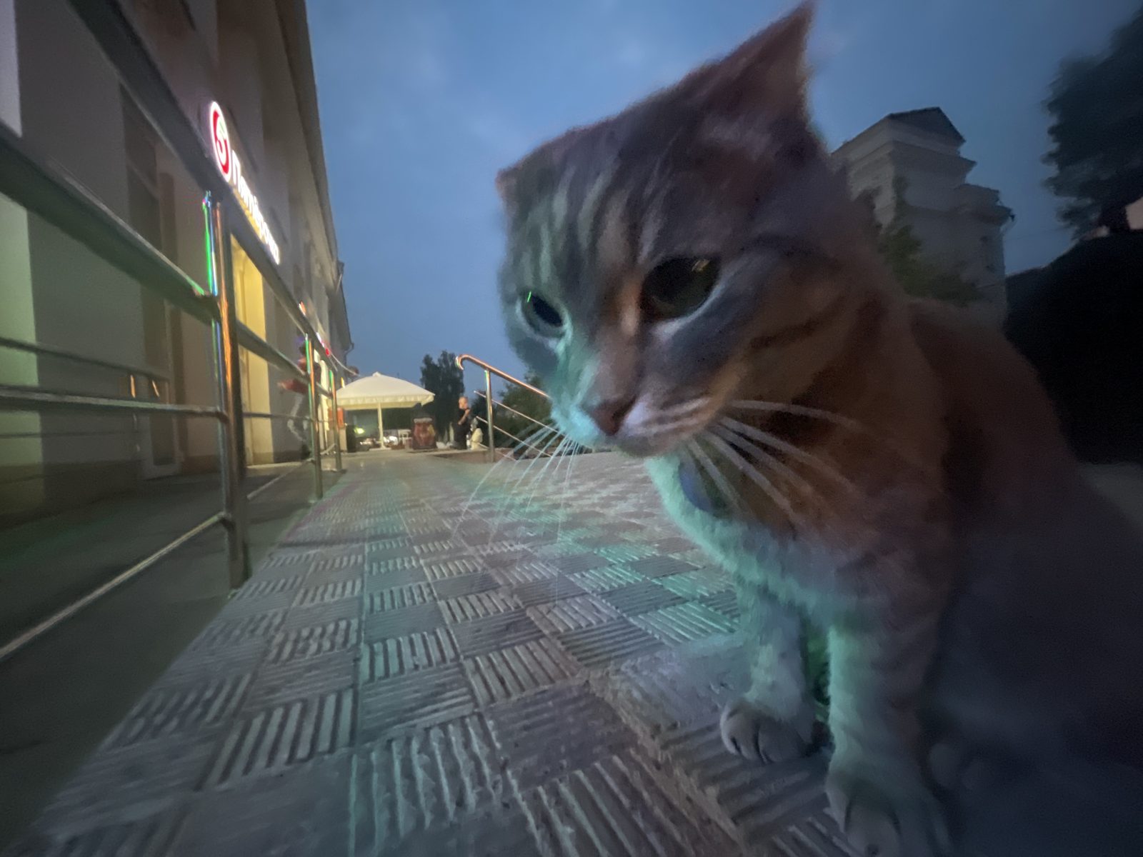 Найденная кошка в Томске: Кошка Тиша Найдена кошка в Томске — Кошка Тиша