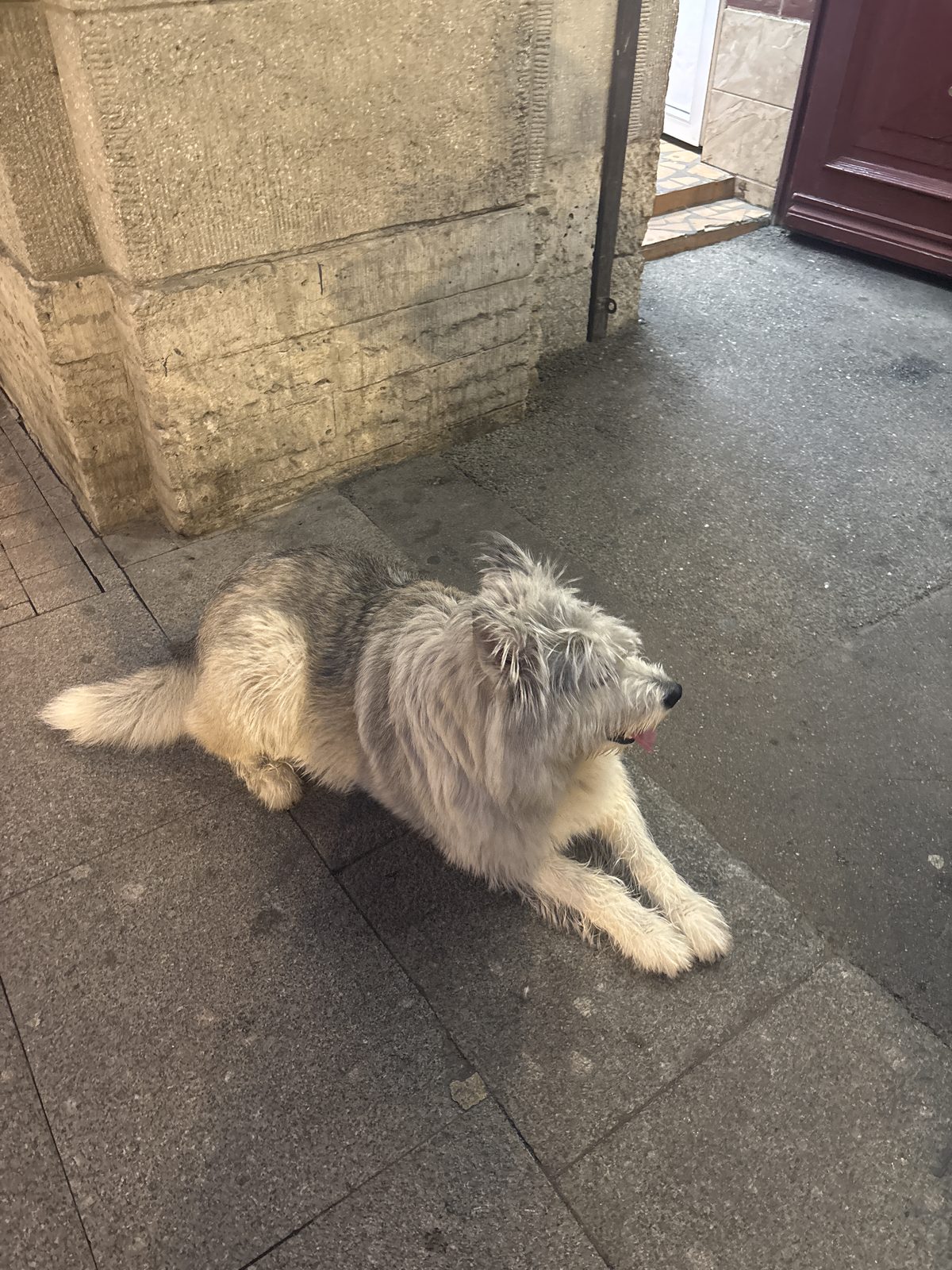 Найденная собака в Санкт-Петербурге Найдена собака в Санкт-Петербурге — фото объявления