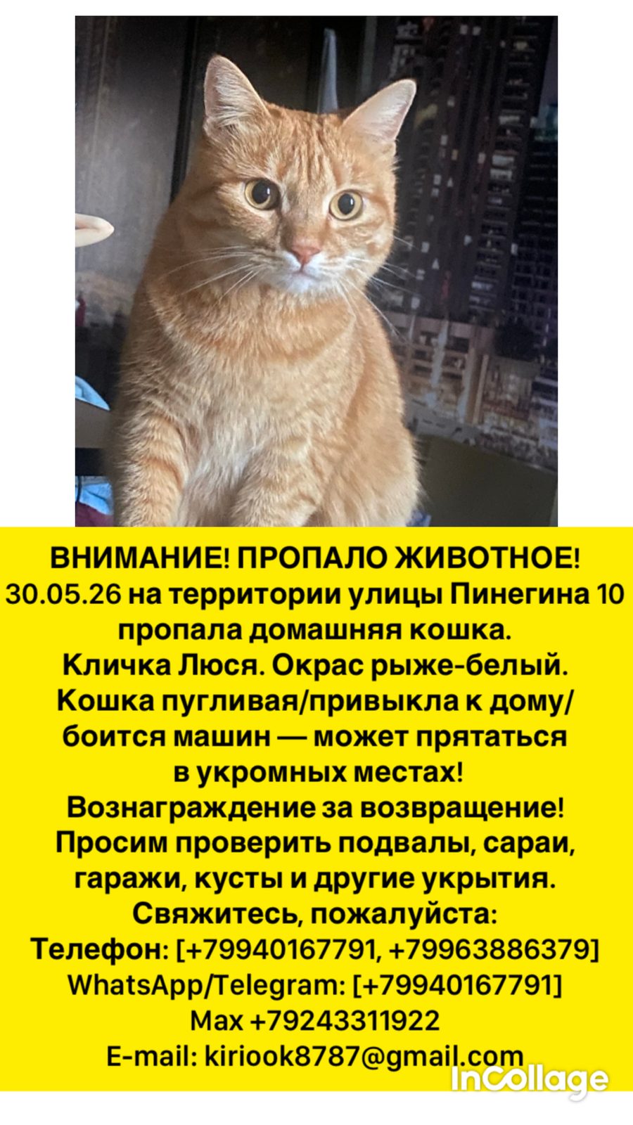 Пропавшая кошка в Уссурийске Пропала кошка в Уссурийске — фото объявления