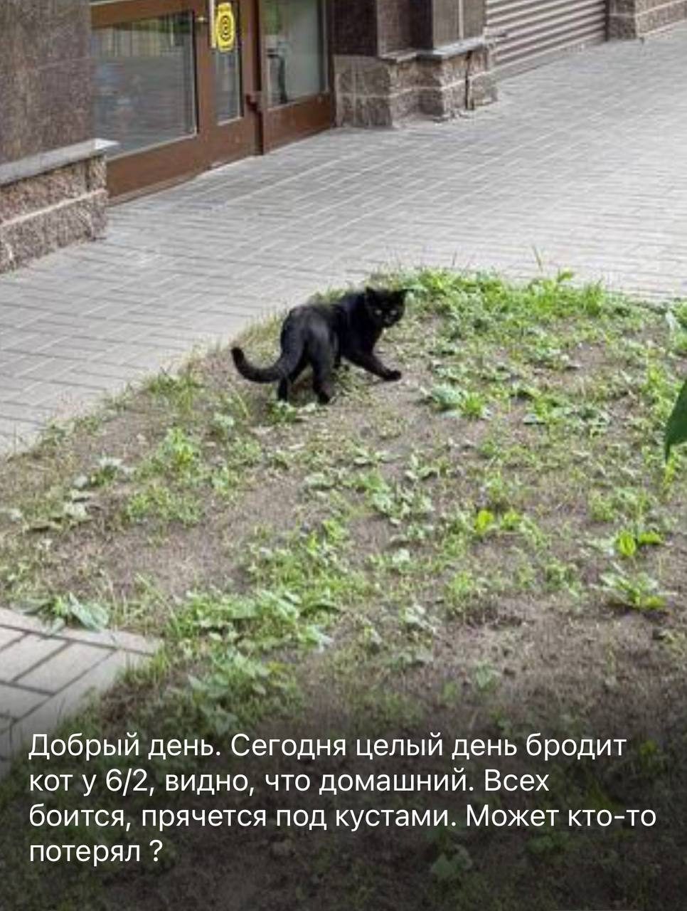 Найденная кошка в Санкт-Петербурге Найдена кошка в Санкт-Петербурге — фото объявления