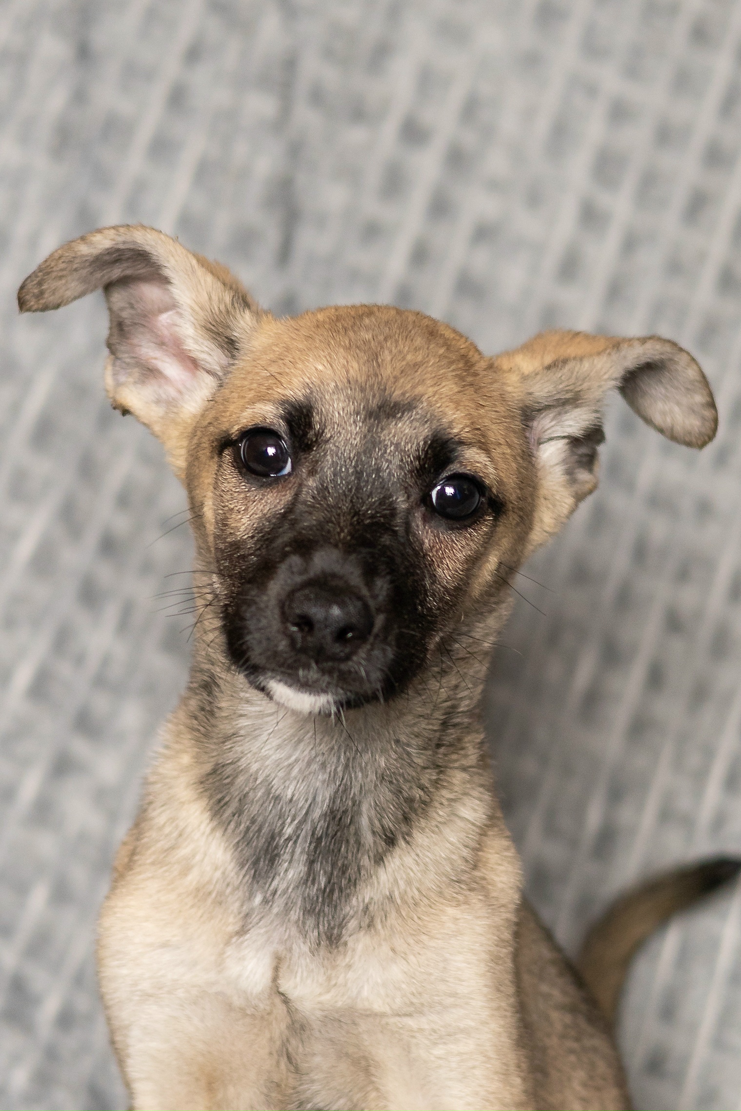 Найденная собака в Сергиевом Посаде Найдена собака в Сергиевом Посаде — фото объявления