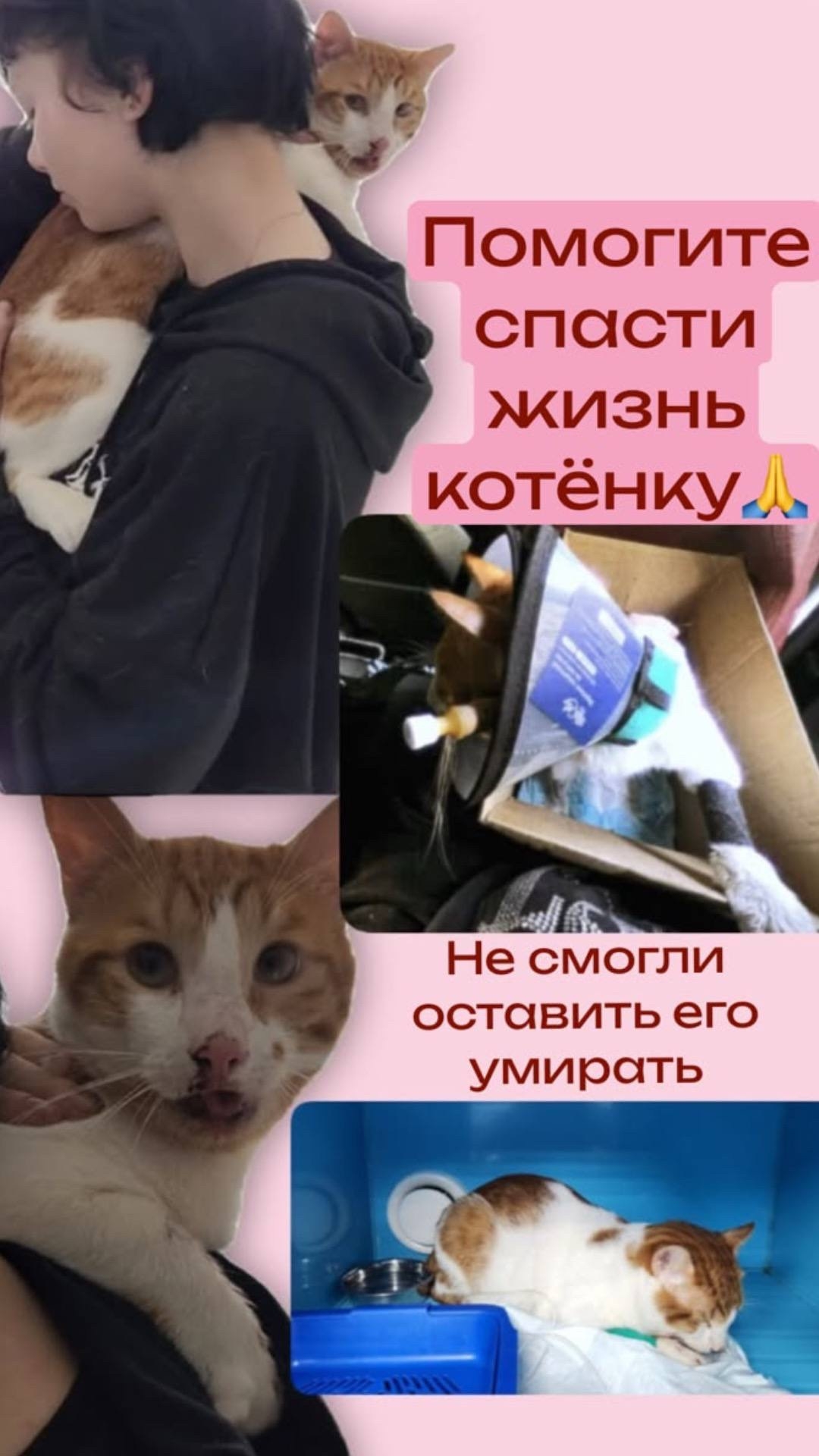 Найденная кошка в Сергиевом Посаде Найдена кошка в Сергиевом Посаде — фото объявления