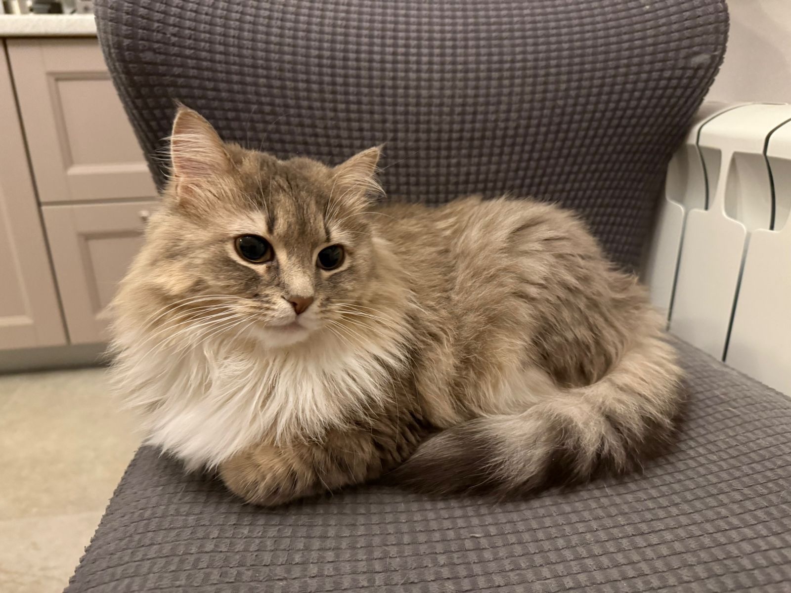 Объявление о питомце в Сергиевом Посаде Объявление о питомце в Сергиевом Посаде — фото объявления