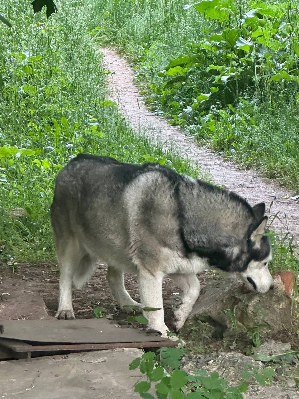 Найденная собака в Пушкине Найдена собака в Пушкине — фото объявления