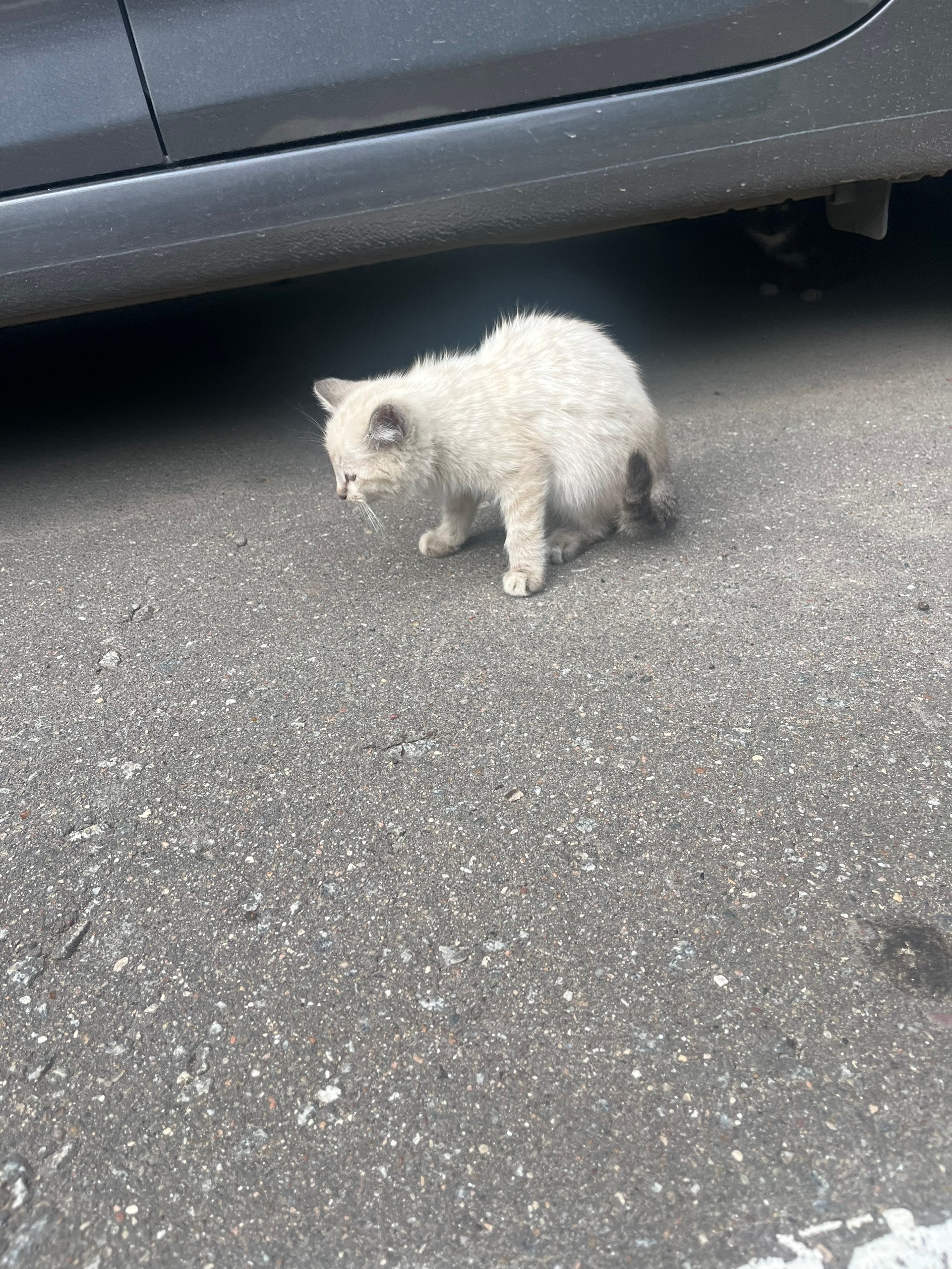 Найденная кошка в Зеленограде Найдена кошка в Зеленограде — фото объявления