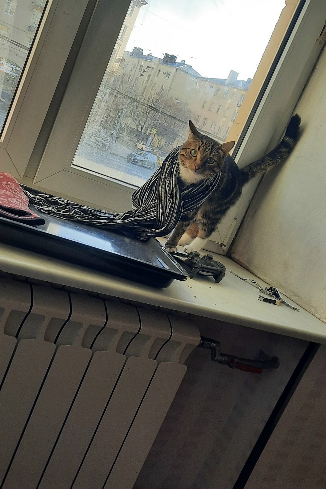 Найденная кошка в Зеленограде Найдена кошка в Зеленограде — фото объявления