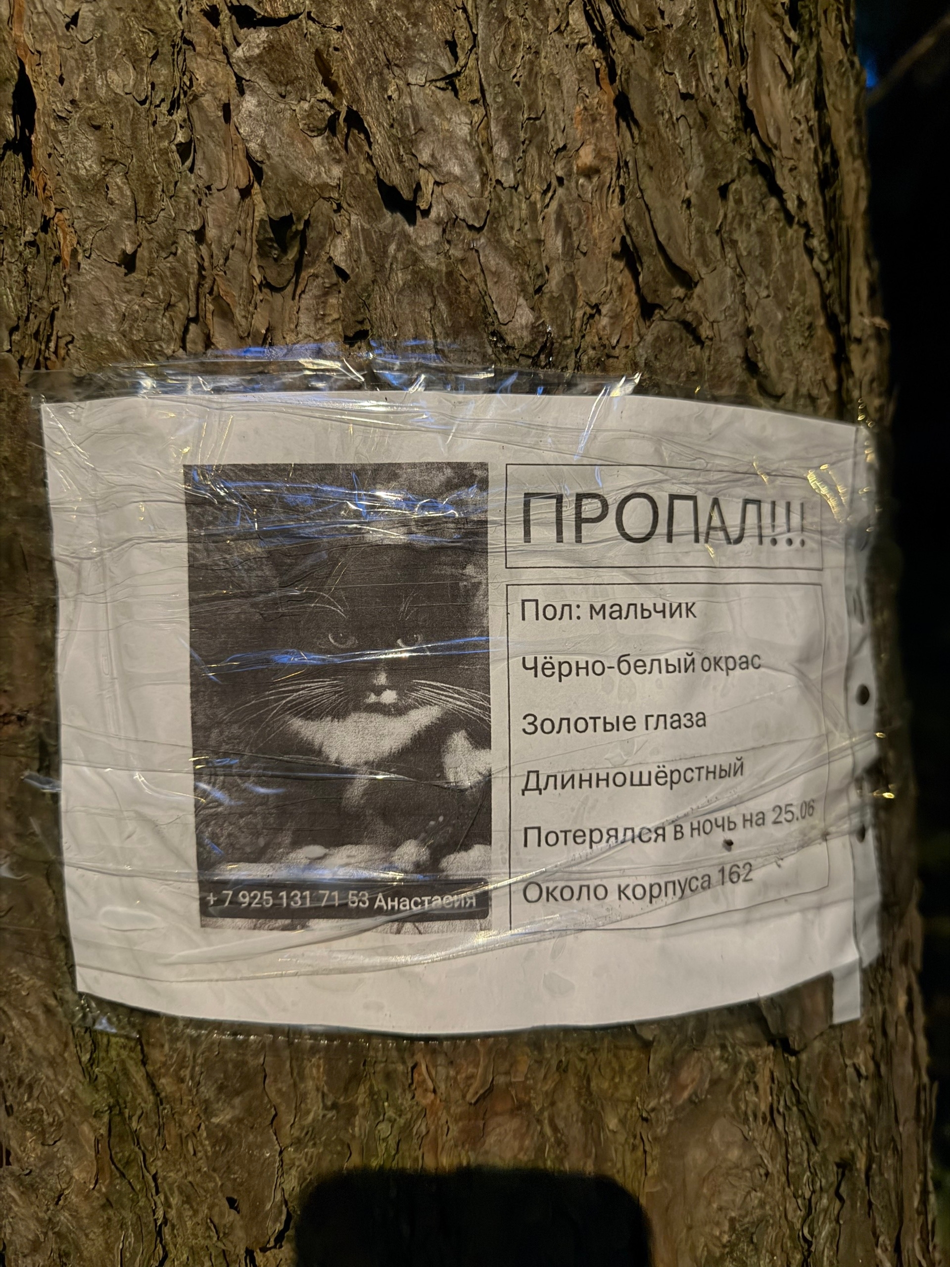 Найденная кошка в Зеленограде Найдена кошка в Зеленограде — фото объявления