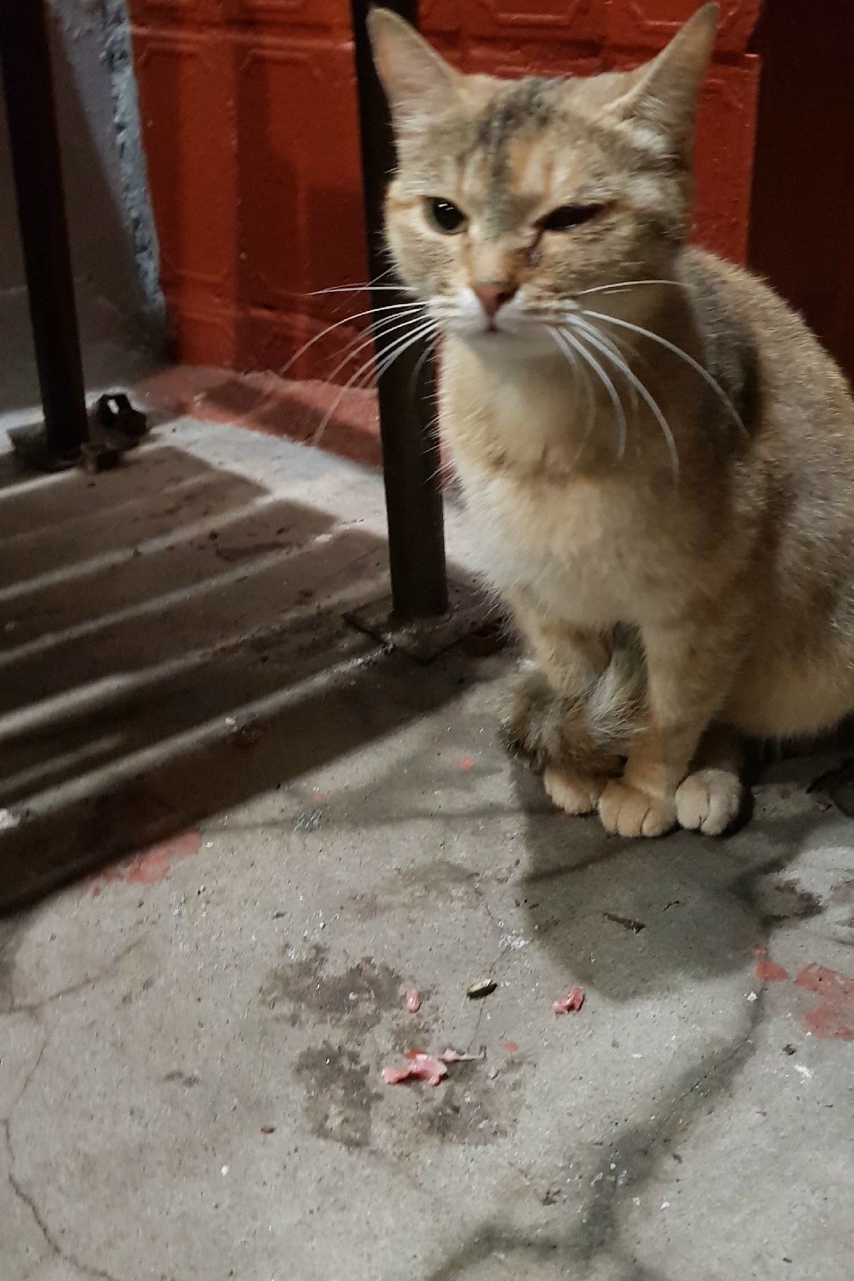 Найденная кошка в Зеленограде Найдена кошка в Зеленограде — фото объявления