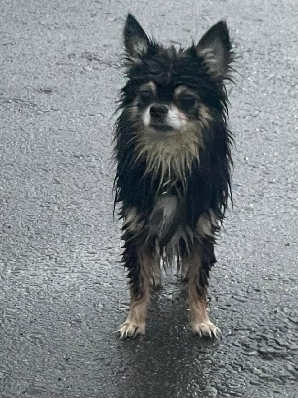 Найденная собака в Мытищах Найдена собака в Мытищах — фото объявления