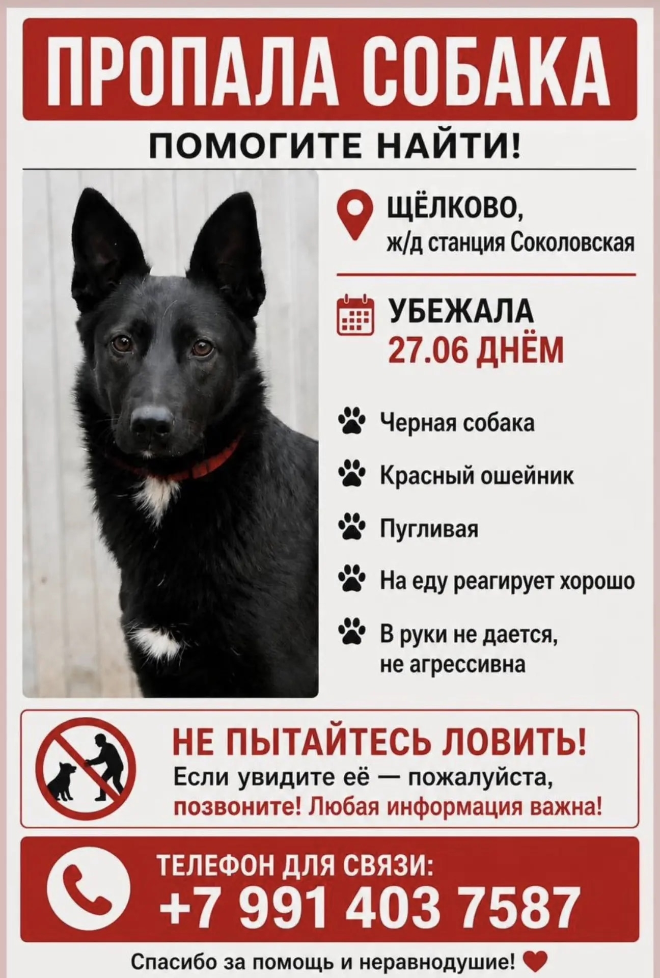 Найденная собака в Мытищах Найдена собака в Мытищах — фото объявления