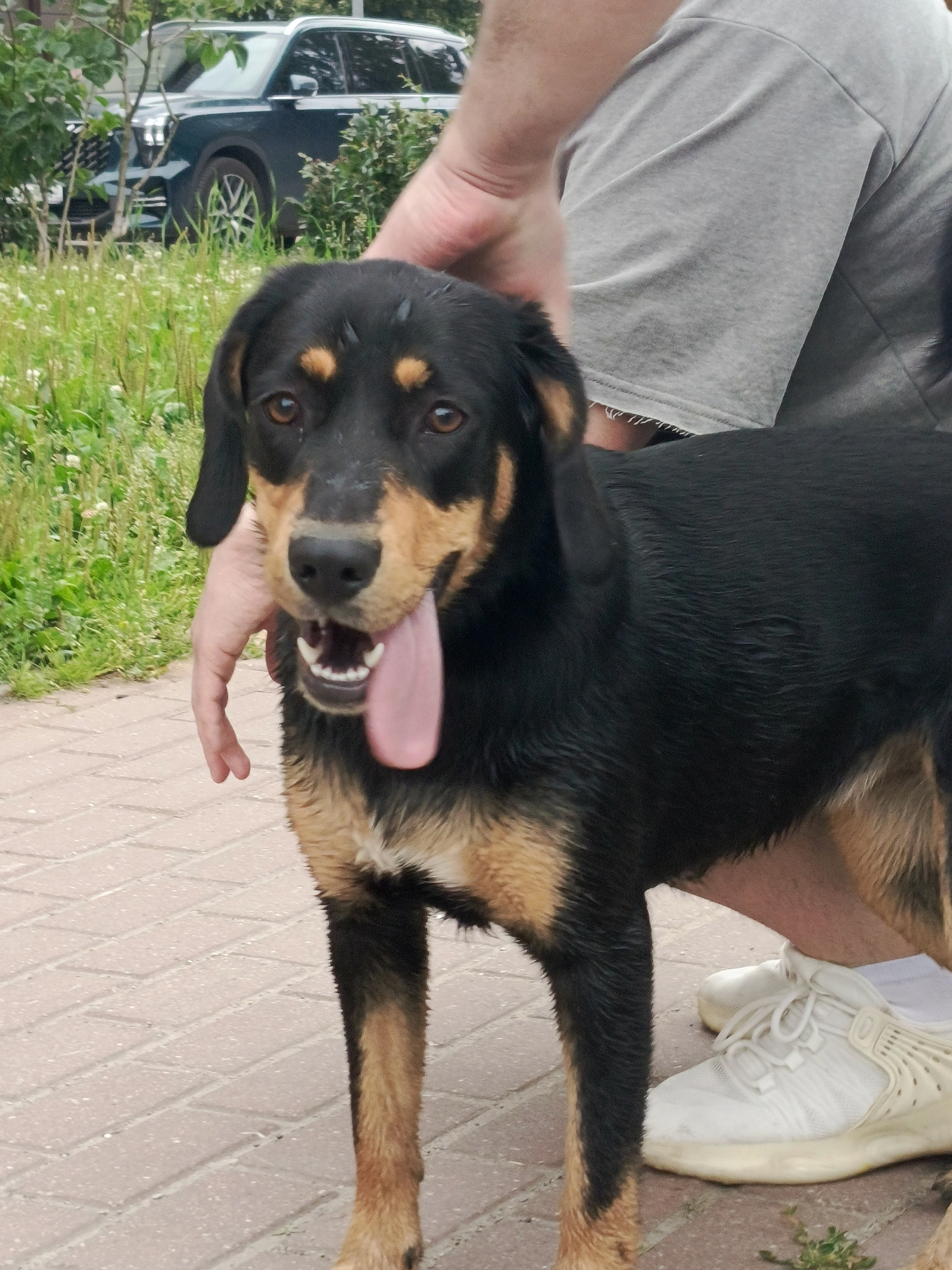 Найденная собака в Мытищах Найдена собака в Мытищах — фото объявления