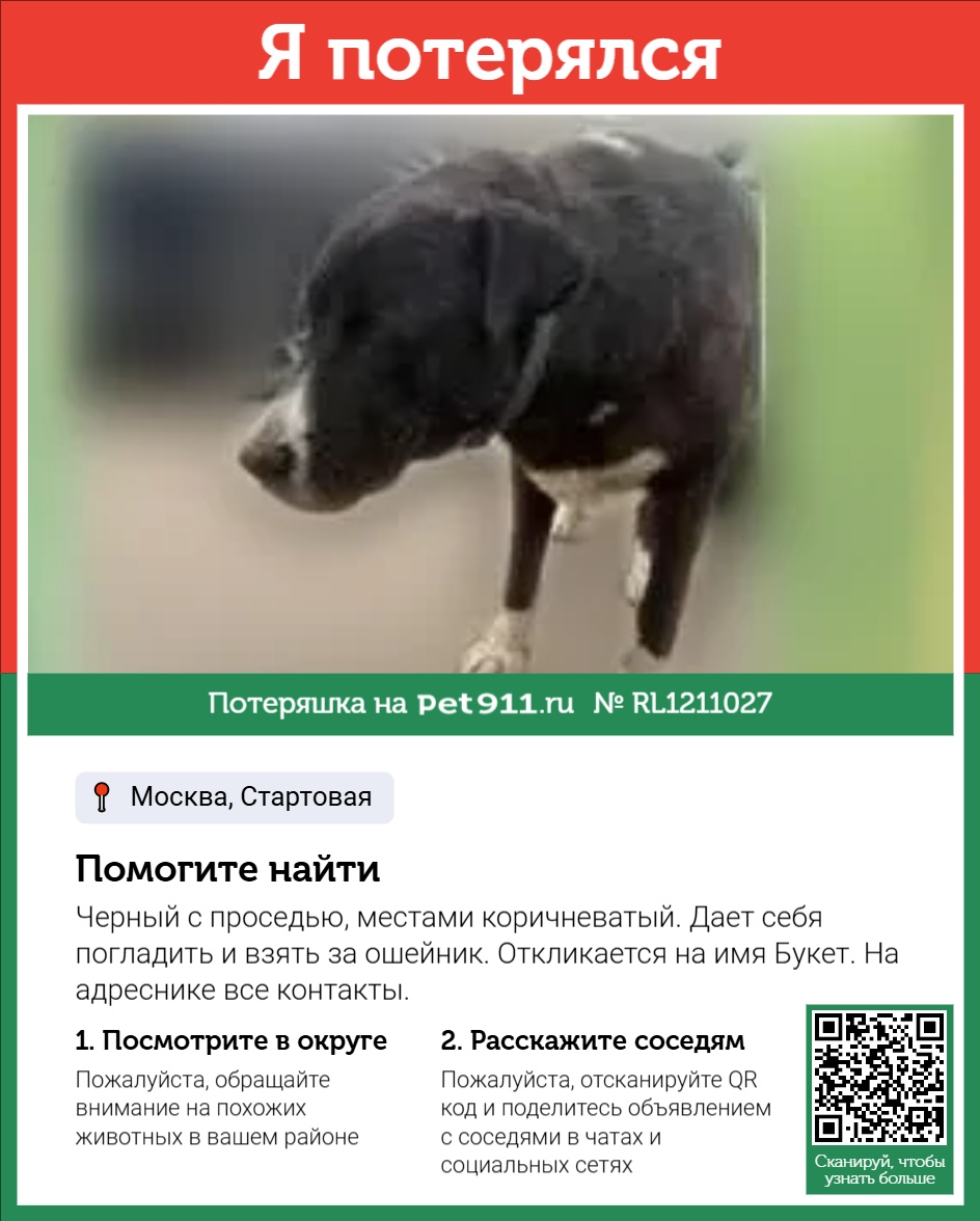 Найденная собака в Видном Найдена собака в Видном — фото объявления