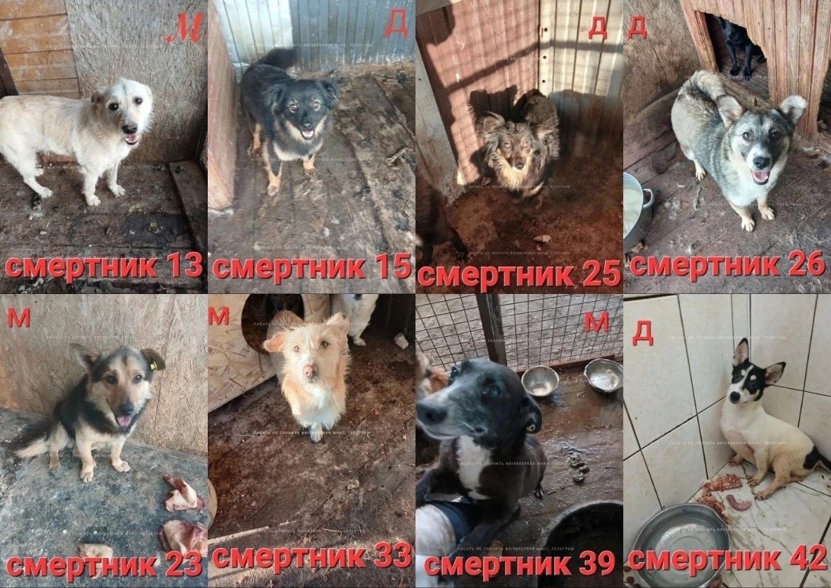 Найденная собака в Дмитрове Найдена собака в Дмитрове — фото объявления