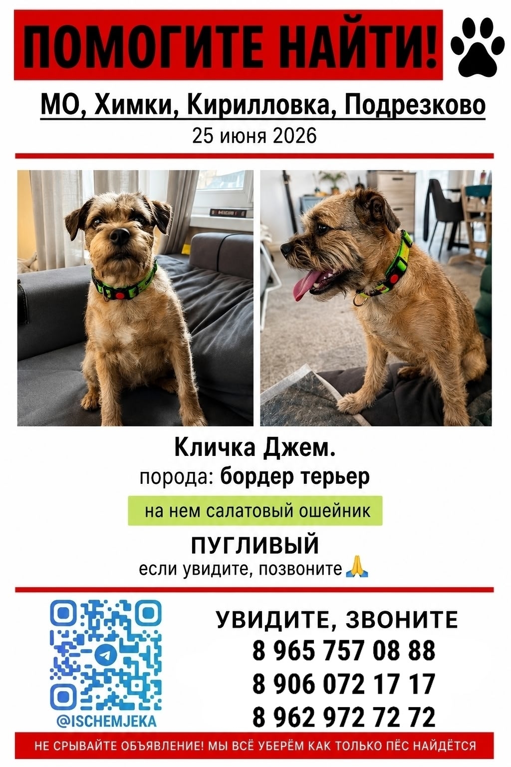 Найденная собака в Химках Найдена собака в Химках — фото объявления